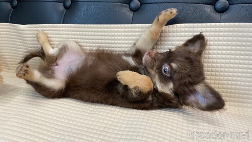 成約済の兵庫県のチワワ(ロングコート)-327028の5枚目